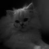 Minik Kedi